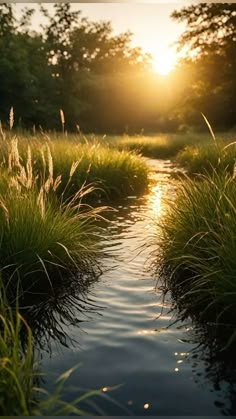 the sun shines brightly through tall grass and water in this photo, as it is reflected