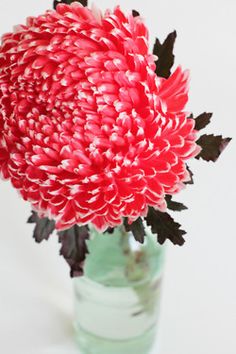 a red and white flower in a vase