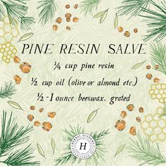 pine resin salve is shown in the middle of an illustration with pine cones and nuts