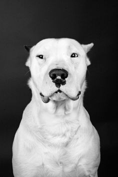 black and white photograph of a dog with its tongue out looking at the camera while sitting in front of a dark background