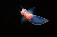 a jellyfish swimming in the dark water