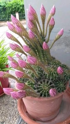 a potted plant with pink flowers in it