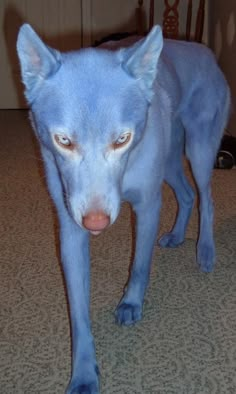 a blue dog standing on top of a carpeted floor