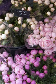 many different types of flowers are on display