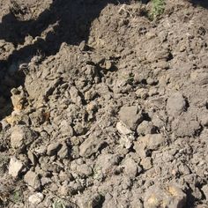 the ground is covered with rocks and grass