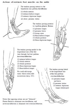 an image of the foot muscles and their corresponding parts in this diagram, you can see what they are doing