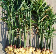 some very pretty looking green plants with long stems in the sand on the side of the road