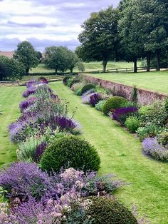 a long row of lavender bushes in the middle of a green field with trees and grass