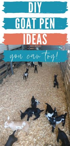 there are many goats in the pen with text overlay that says diy goat pen ideas you can try