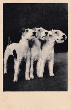 four dogs are standing together in a black and white photo