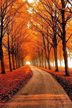 an empty road surrounded by trees with orange leaves