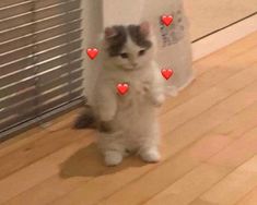 a cat standing on its hind legs in front of some hearts