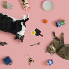 two cats laying on top of a pink surface surrounded by toys and other items that are scattered around