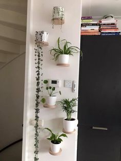 there are many potted plants on the wall