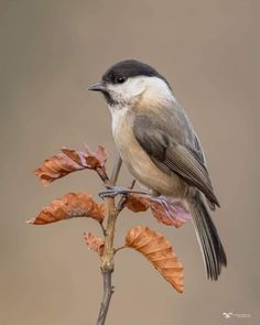 a small bird perched on top of a leafy branch with brown and white leaves