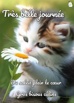 a small kitten holding a flower in its mouth with the caption tres belle journe du soleil plein de cour gros bisous clings