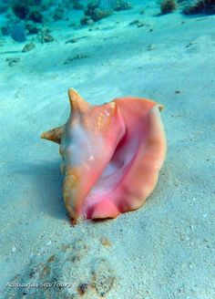 a pink and white shell on the bottom of sand with water in background at sea floor