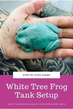 a person holding a blue frog in their hand with text overlay that reads, white tree frog tank setup