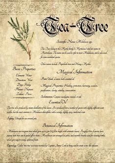 Printable herbal page for your Grimoire about Australian classic Tea-Tree (aka Paperbark, Melaleuca).  As an Aussie green witch/druid, this information comes from my own personal grimoire, and is the result of both research and personal exploration.  Given how hard it can be to find magical information about Australian plants and herbs, I've created these printable to share with other budding Aussie witches to assist in growing their grimoires, as well as folks around the world who are intereste Herbal Grimoire, Printable Grimoire Pages, Fancy Script Font, Grimoire Pages, Magic Spell Book, Australian Plants, Magical Herbs, Fancy Script, Book Of Shadow