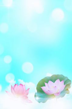 two pink water lilies floating on top of a pond with blue sky in the background