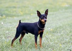 a small black and brown dog standing on top of a grass covered field