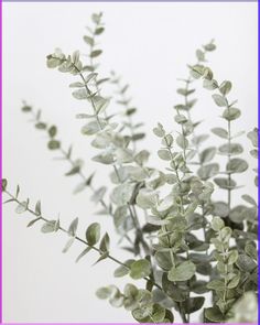 a plant with green leaves is shown in front of a white background and purple border