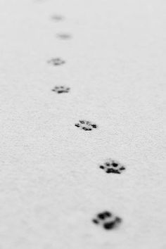 several paw prints are shown on the snow