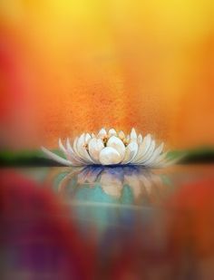 a white flower sitting on top of a body of water next to a yellow and orange background