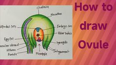 the diagram shows how to draw an ovule in this drawing lesson for kids