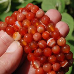 For your consideration are these natural Carnelian agate crystal beaded power bracelets, sold by the piece.The Carnelian agate crystal beads are 8mm in diameter. The bracelet itself measure approximately 7 inches long, unstretched, and one size fits most.Carnelian is a crystal of Creativity. Stimulates inherent talents, bolsters courage. Excellent stone for public speaking. In confers eloquence and confidence. Assists in theatrical pursuits. Protects against envy, fear, and doubt. Stimulates lib Elegant Polished Carnelian Beads, Multicolor Carnelian Beads, Luxury Carnelian Gemstone Beads, Orange Carnelian Beads, Red Carnelian Large Beads, Power Bracelet, Carnelian Agate, Crystal Power, Carnelian Beads