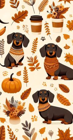 a dachshund is sitting in front of leaves and pumpkins