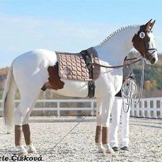 a white and brown horse standing on top of a dirt field