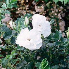 some white flowers are blooming in the garden