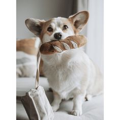 a dog is holding a toy in its mouth