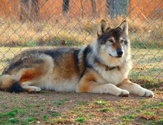 a large dog laying on the ground in front of a chain link fence and grass