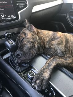 a dog laying on the dashboard of a car