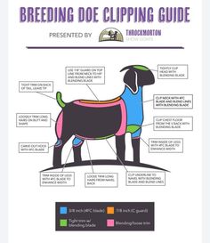 a diagram showing the parts of a dog's body and its corresponding features on it