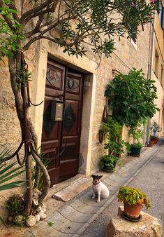 cute dog. travel. plants. doggy. balkan. plant. flowers. must visit. europe. travel photography. photography. photo. background. wallpaper. pic. summer. Dream Destinations, Holiday Travel, Croatia, Split, Travel