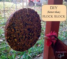 a chicken is standing next to a bird feeder