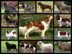 a collage of dogs with names in english and german shepherd spaniel puppies