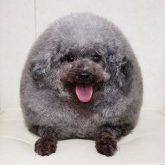 a gray dog sitting on top of a white chair