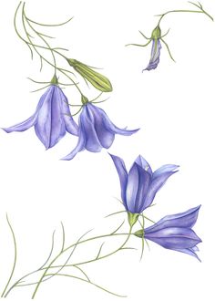 three purple flowers with green stems on a white background