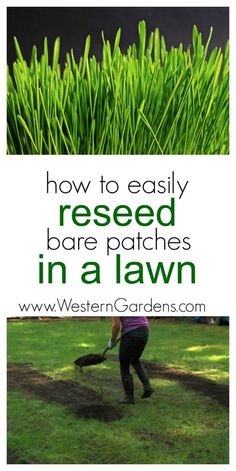 a woman digging in the grass with text overlay that reads how to easily reseed bare patches in a lawn