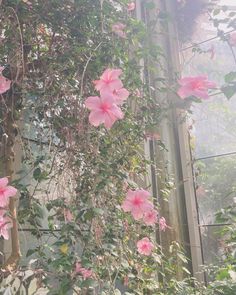 pink flowers growing on the side of a building with vines hanging from it's sides