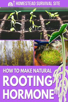 the cover of how to make natural rooting - hormonee seed plants