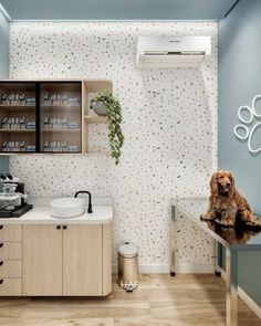 a dog sitting on the counter in a kitchen with wallpapered walls and cabinets