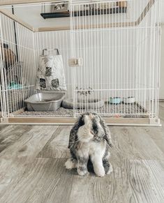 a rabbit sitting on the floor in front of a cage