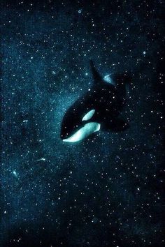 an orca whale swims in the ocean at night with stars all around it