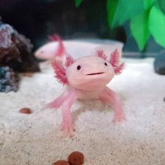 a small pink and white fish with red hair on it's head in an aquarium