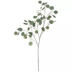 a plant with green leaves is shown against a white background